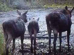 Романтическое преследование лося снял на видео воронежский зоолог 