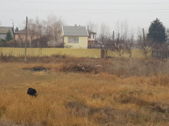 Дачные автобусы на садово-огородный сезон возобновили работу в Воронеже