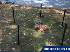 Как сейчас выглядит воронежский сквер, в котором растет печально известный «Петровский дуб»