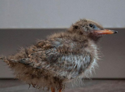 Лети, Шура: речную крачку выпустили на свободу в Воронеже