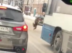 Гуляющая на двух лапах по Воронежу собака стала звездой соцсетей