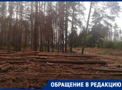 Воронежцы сообщили о варварской вырубке леса, который сохранил Гордеев