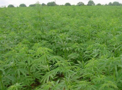 59-летний житель Воронежской области выращивал коноплю на приусадебном участке 