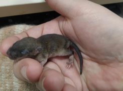 Мышь-креветка: воронежские волонтеры спасают малыша величиной с палец