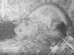 Любовные игры бобров сняли на видео в воронежском заповеднике