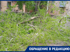 Разрушительные последствия крепкого ветра показали в Воронеже 