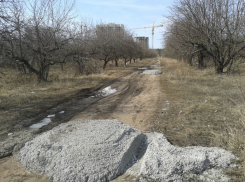 По факту продажи яблоневого сада в Воронеже возбуждено уголовное дело