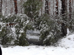 Заснеженные деревья массово падают на автомобили воронежцев и виснут на проводах