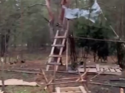 «Они рубили как могли»: дети устроили хаос в Воронежском лесу