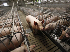 В Воронежской области немецкий инвестор начал строить второй свиноводческий комплекс