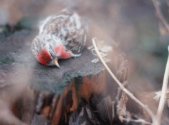 Воронежцев просят не спонсировать «бизнес на крови» в Благовещение 