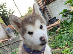 Дышит только ртом: в Воронеже пытаются спасти породистого щенка с «замурованными» ноздрями