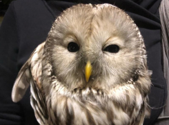 Думал мертвая, а она живая: необычным способом добралась сова до воронежских волонтеров