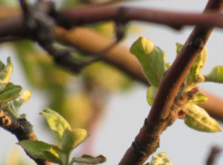 Потепление до +21 придет в Воронеж на новой рабочей неделе