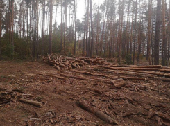 С подрядчиком по Северному лесу хочет договориться воронежский губернатор