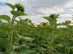 Почему сорняки могут приносить пользу
