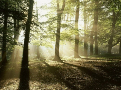 В Воронеже из-за теплой мартовской погоды горели леса