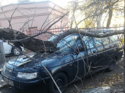 Последствия сильного ветра показали в Воронеже