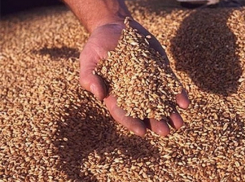 В Воронежской области реализуют контрафактное зерно