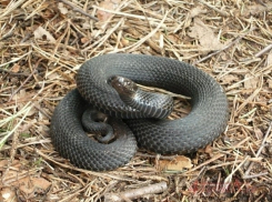 В Воронежской области женщину на лугу укусила змея