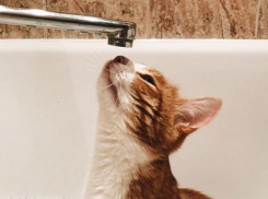  Где не будет горячей воды в последнюю неделю июня в Воронеже