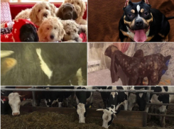 Топ самых дорогих животных Воронежской области