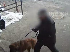 «Едва не произошла трагедия», – нападение соседского пса на бабушку попало на видео в Воронеже