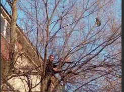 Эпичное спасение кота с дерева попало на видео в Воронеже