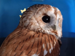 Агрессирует и даже орет: о состоянии раненой совы рассказали воронежские волонтеры