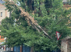 Кусок дерева в проводах пугает воронежцев