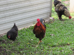 В Воронеже начала банкротится фабрика, пострадавшая от птичьего гриппа 