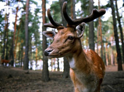 Из-за дождя в Воронеже не состоится открытие зоопитомника «Червленый Яр» 