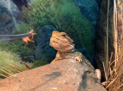 Бородатого дракона, обедающего насекомыми, сняли на видео в Воронеже