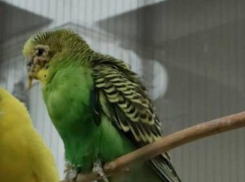 Воронежский театр прокомментировал жалобы на плохое содержание попугаев