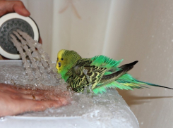 Отключение горячей воды в Воронеже в июне (ГРАФИК)