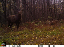 «Единорог» завелся в Воронежском заповеднике