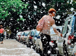 Чиновники: воронежцы должны решить, вырубать тополя или оставить