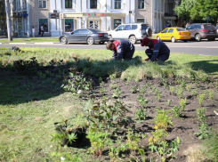 В Воронеже обустроят более 200 цветников