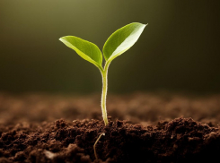 Что нужно знать о рассаде зимой, чтобы не опростоволоситься весной