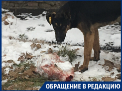 Расправа собаки с зубастой головой напугала жителей Воронежа