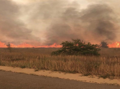 Спасатели назвали точную площадь пожаров под Воронежем