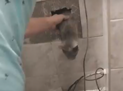 В Воронеже спасли кота, провалившегося в вентиляционную шахту дома