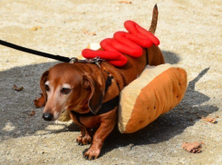 Воронежцы предлагают на день города провести парад собак