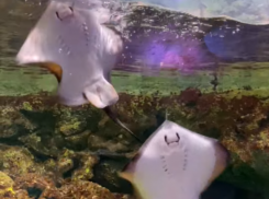 Новогодний танец скатов засняли на видео в Воронежском океанариуме