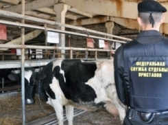 Воронежские приставы забрали у фермера стадо коров