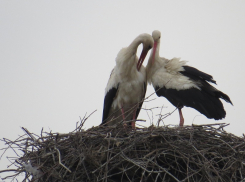 Влюблённые аисты вернулись на водонапорную башню в Россоши