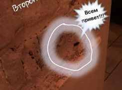 Модное кафе в центре Воронежа кишит тараканами 