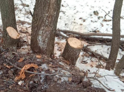 26 деревьев незаконно вырубили на территории памятника природы в Воронеже