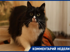  Воронежский зоозащитник встал на сторону чипирования домашних животных 