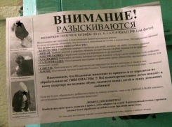 Кормление бездомных кошек развязало соседскую войну в Воронеже